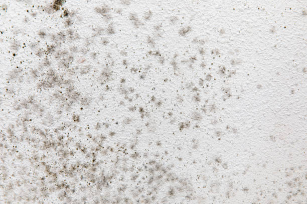 Best Air Quality Testing for Mold Spores  in Churubusco, IN