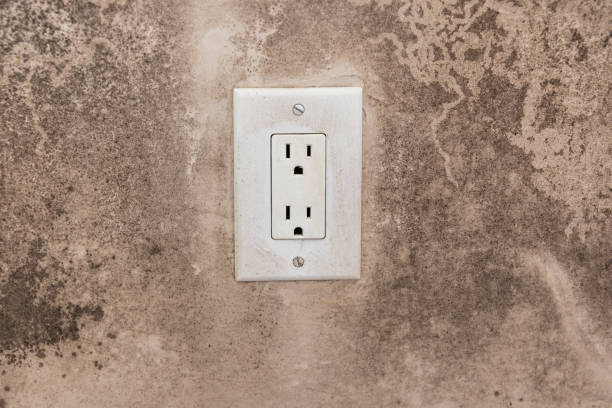 Best Attic Mold Removal  in Churubusco, IN